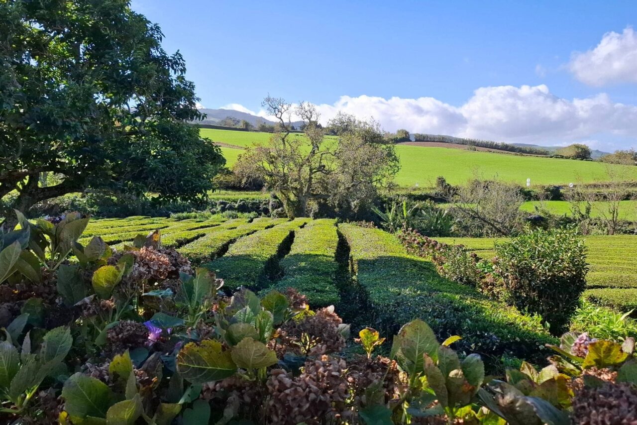 Tea plantation Azores