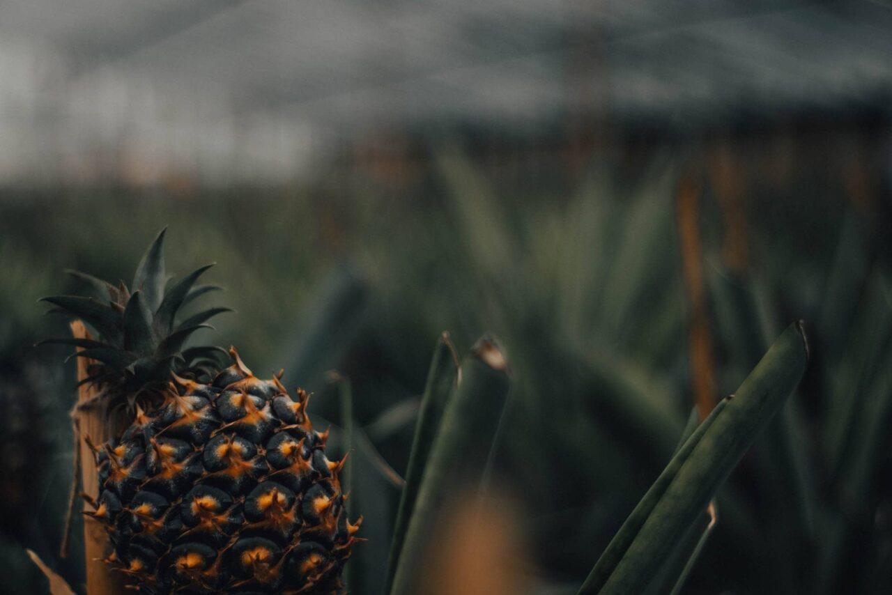 Azores pineapple