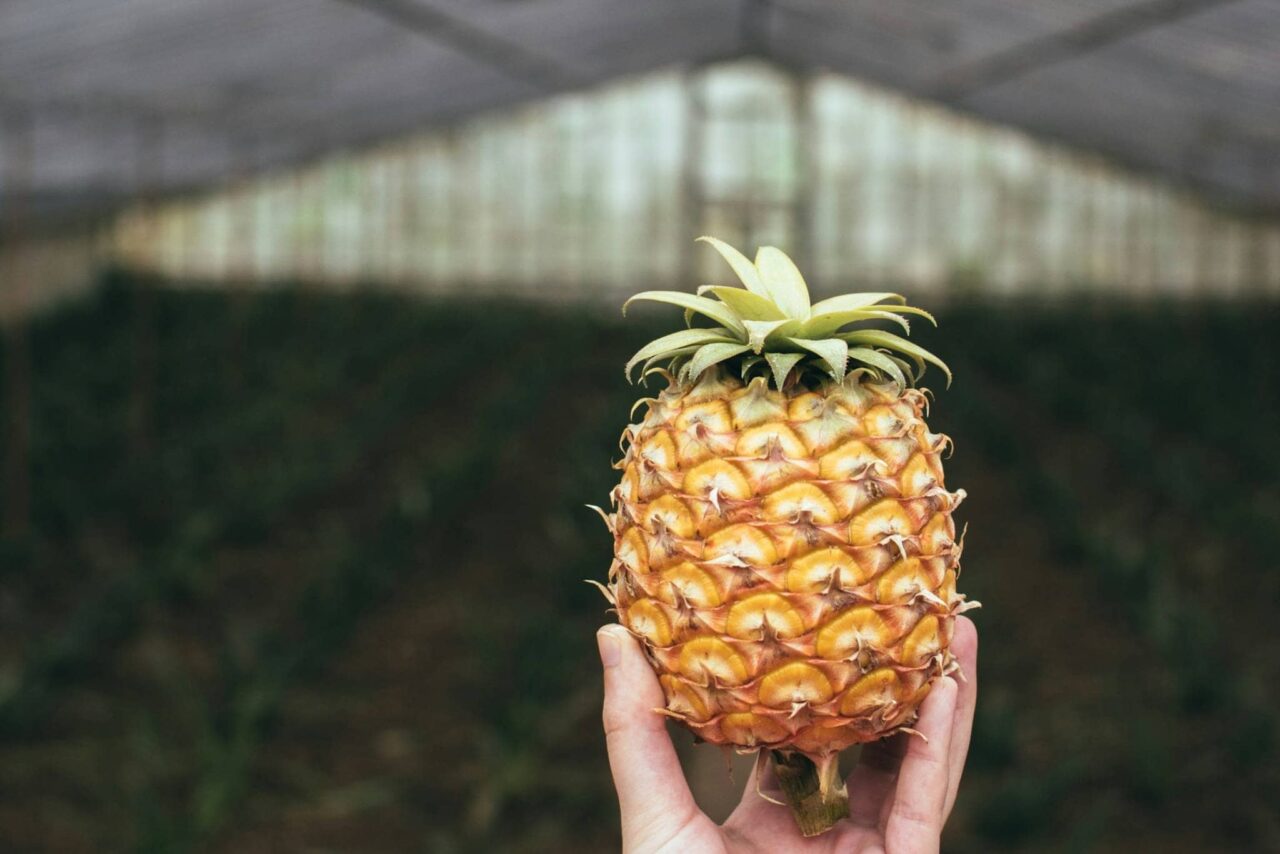 Pineapple plantatio