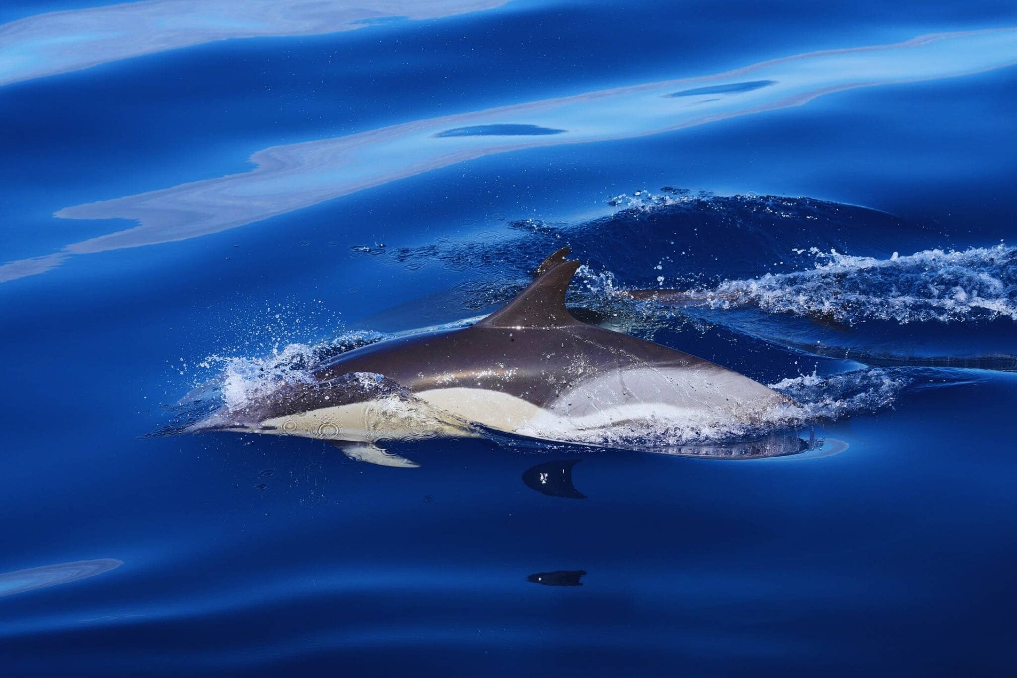 Azores whale watching